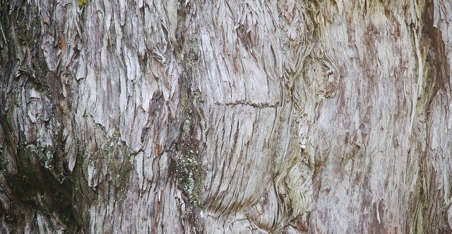 縄文杉の幹